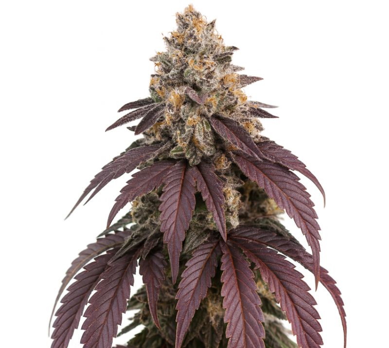 Purple Punch cannabis seeds