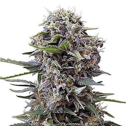 Purple Sage cannabis seeds