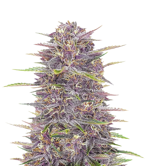 Purple Sour Diesel cannabis seeds