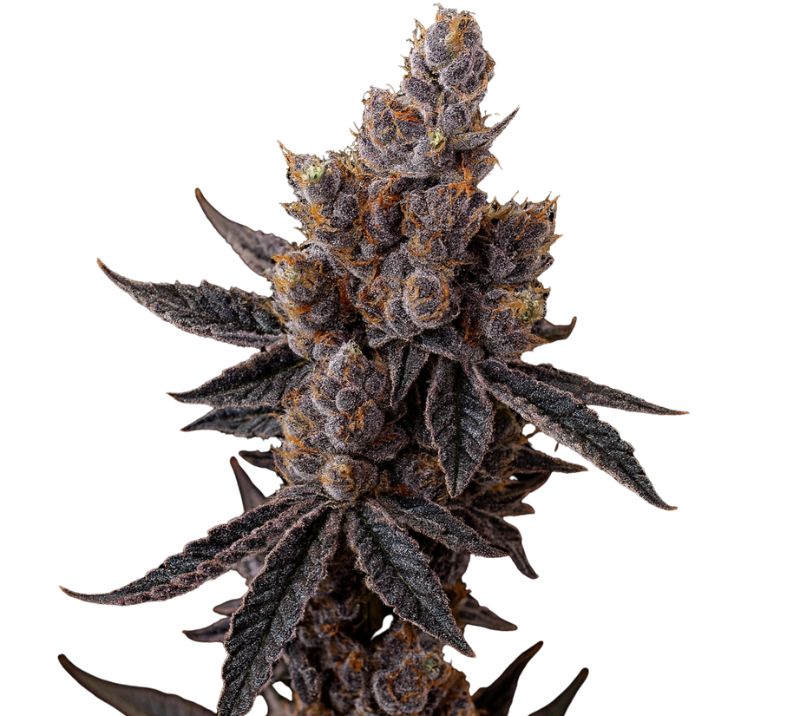 Purple Star cannabis seeds