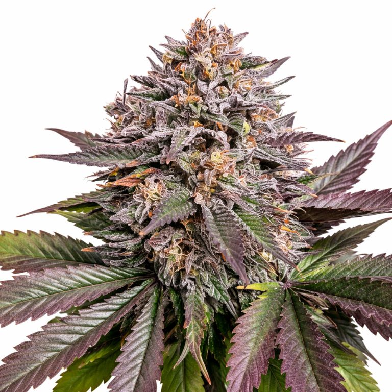 Purple Urkle cannabis seeds