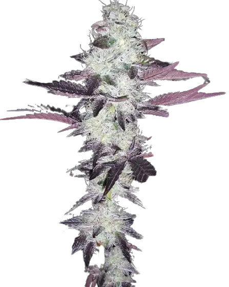 Purple Voodoo cannabis seeds