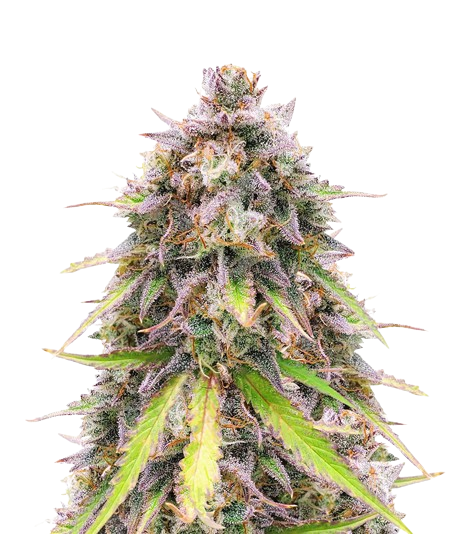 Purple Wreck cannabis seeds