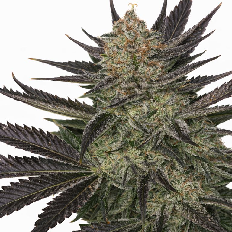 Qrazy Train cannabis seeds