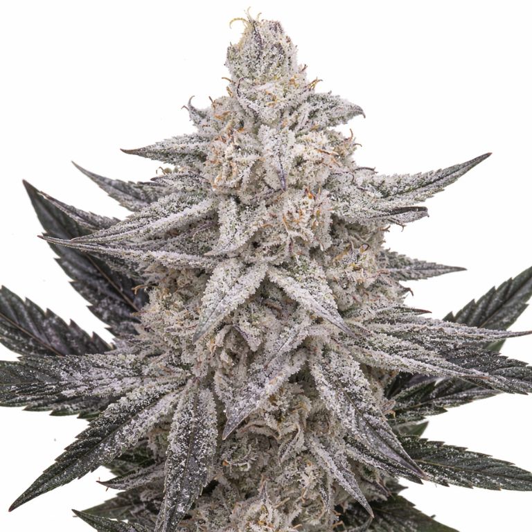 Quantum Kush cannabis seeds
