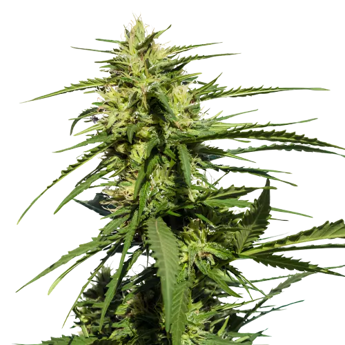 Querkle cannabis seeds