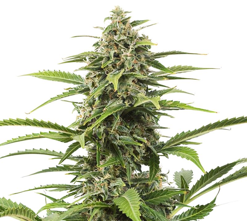 Queso cannabis seeds