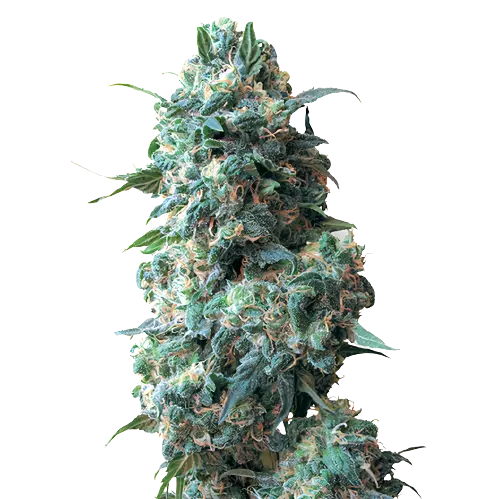 Qush cannabis seeds