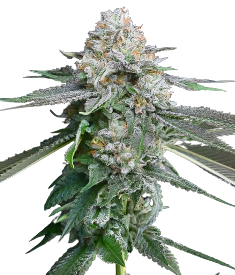 Race Fuel OG cannabis seeds