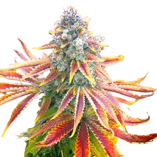 Rainbow cannabis seeds