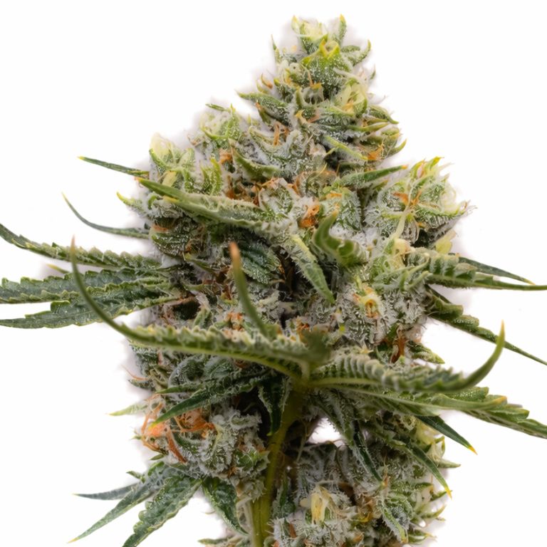 Raisinberry cannabis seeds