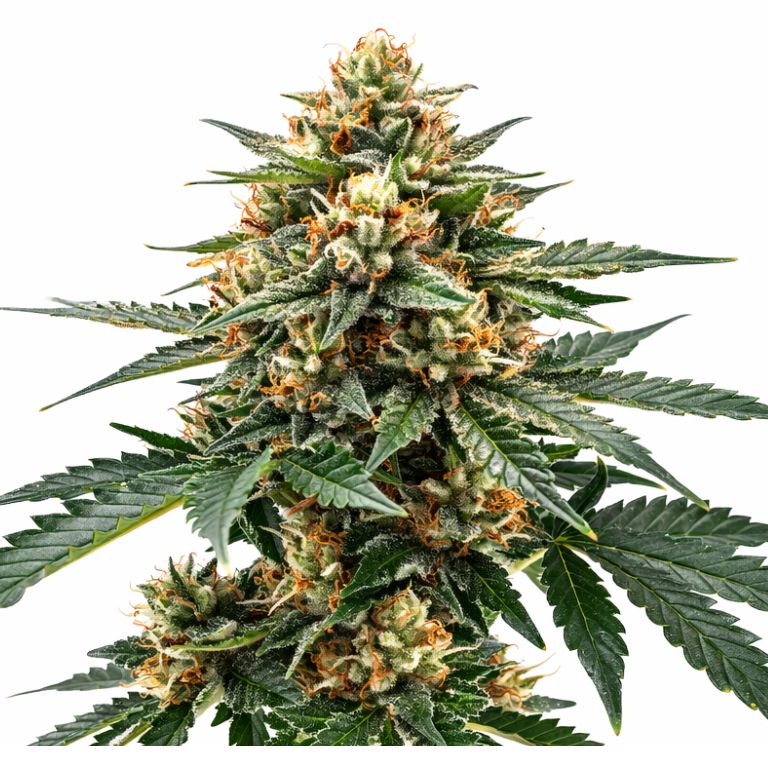Raskal OG cannabis seeds