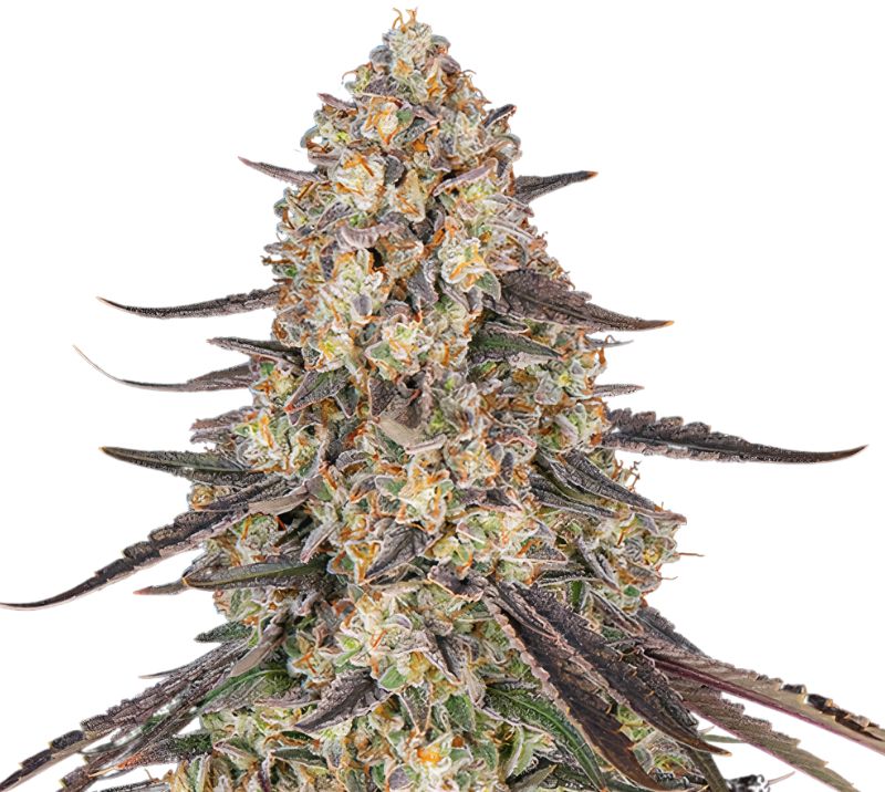 Raspberry Cough cannabis seeds