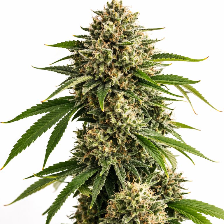 Recon cannabis seeds