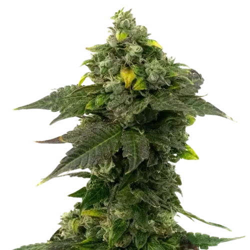 Red Bruce cannabis seeds