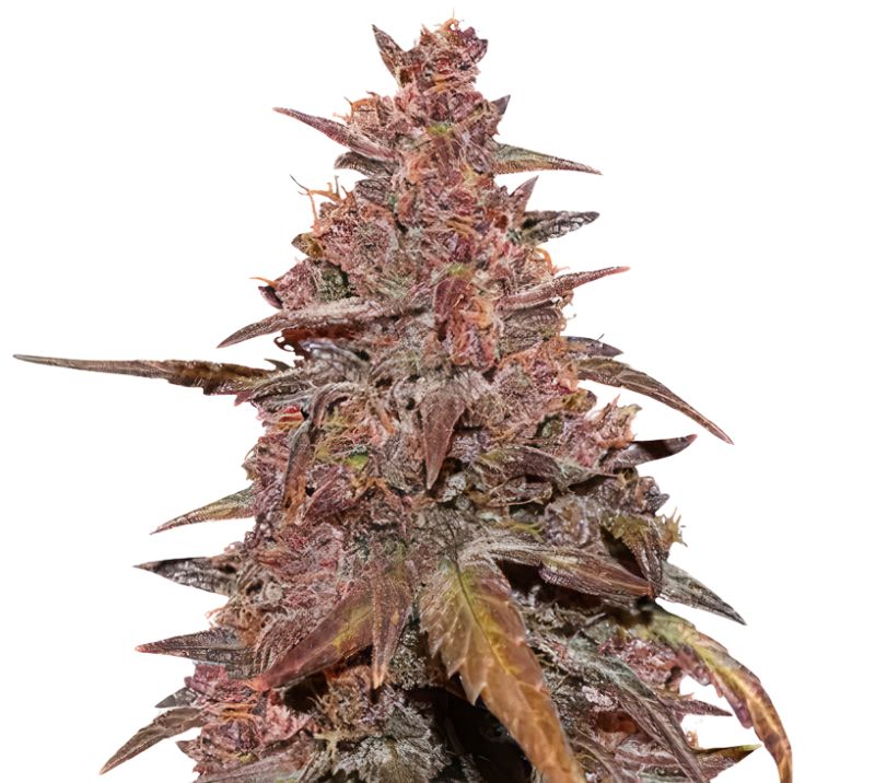 Red Congolese cannabis seeds