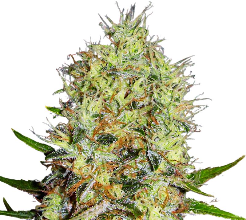 Red Dwarf cannabis seeds