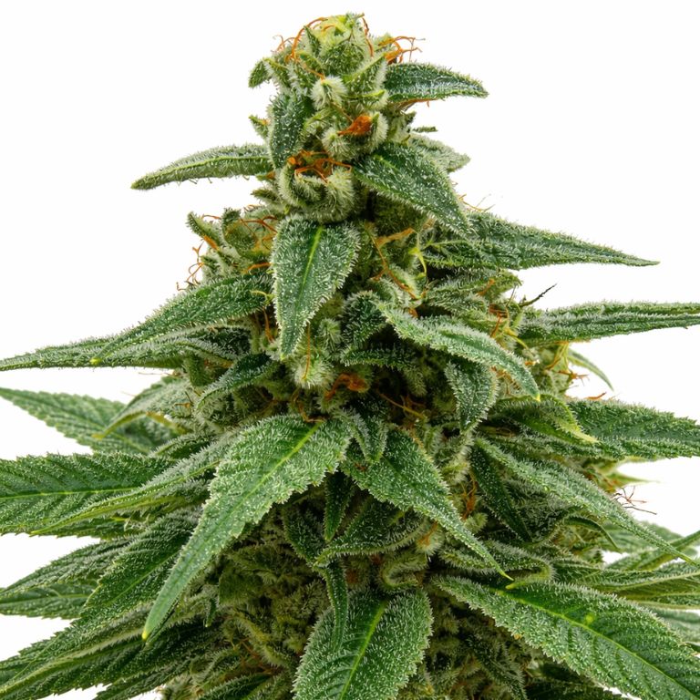Red Headed Stranger cannabis seeds