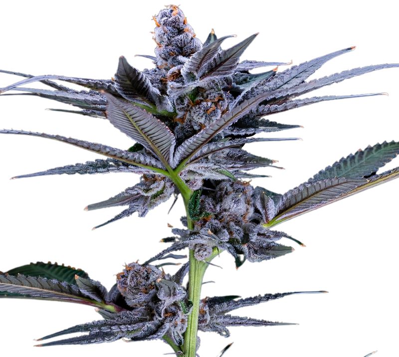 Red Widow cannabis seeds
