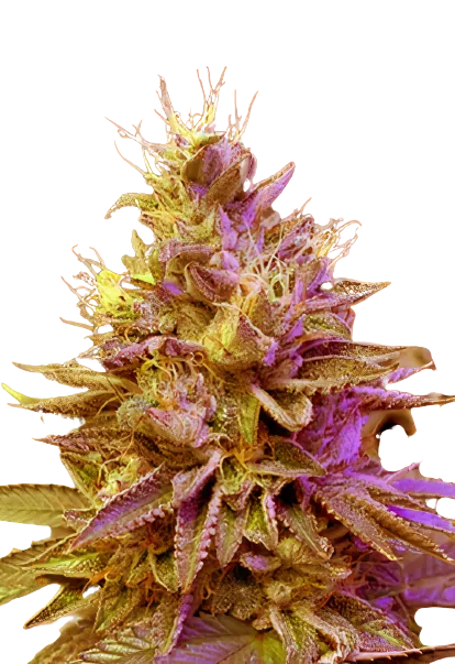 Redwood Kush cannabis seeds