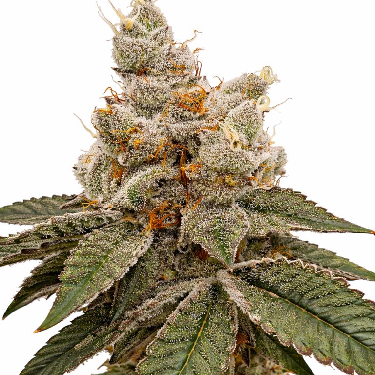 Reign Man cannabis seeds