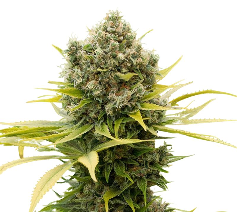 Remedy CBD cannabis seeds