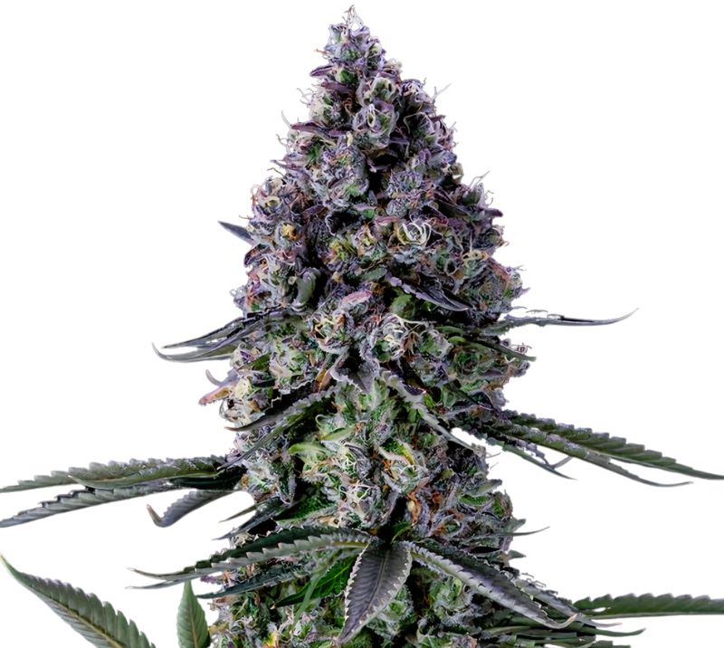 Remedy cannabis seeds