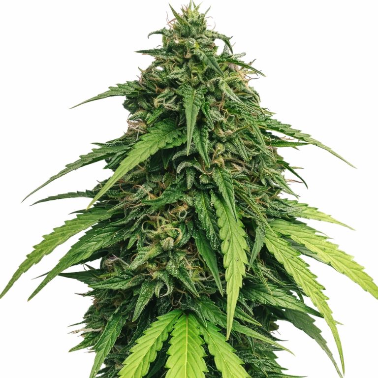 Ringos Gift CBD cannabis seeds