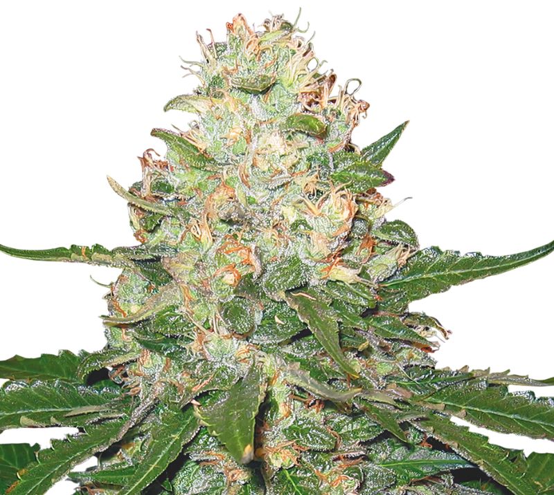 Rocklock cannabis seeds