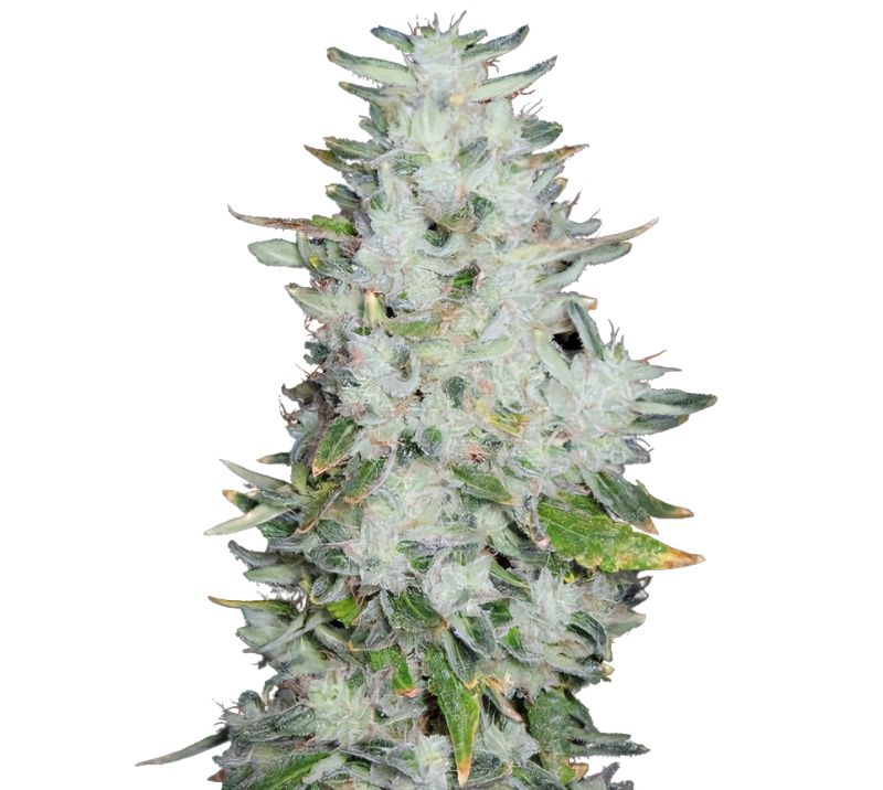 Romulan cannabis seeds