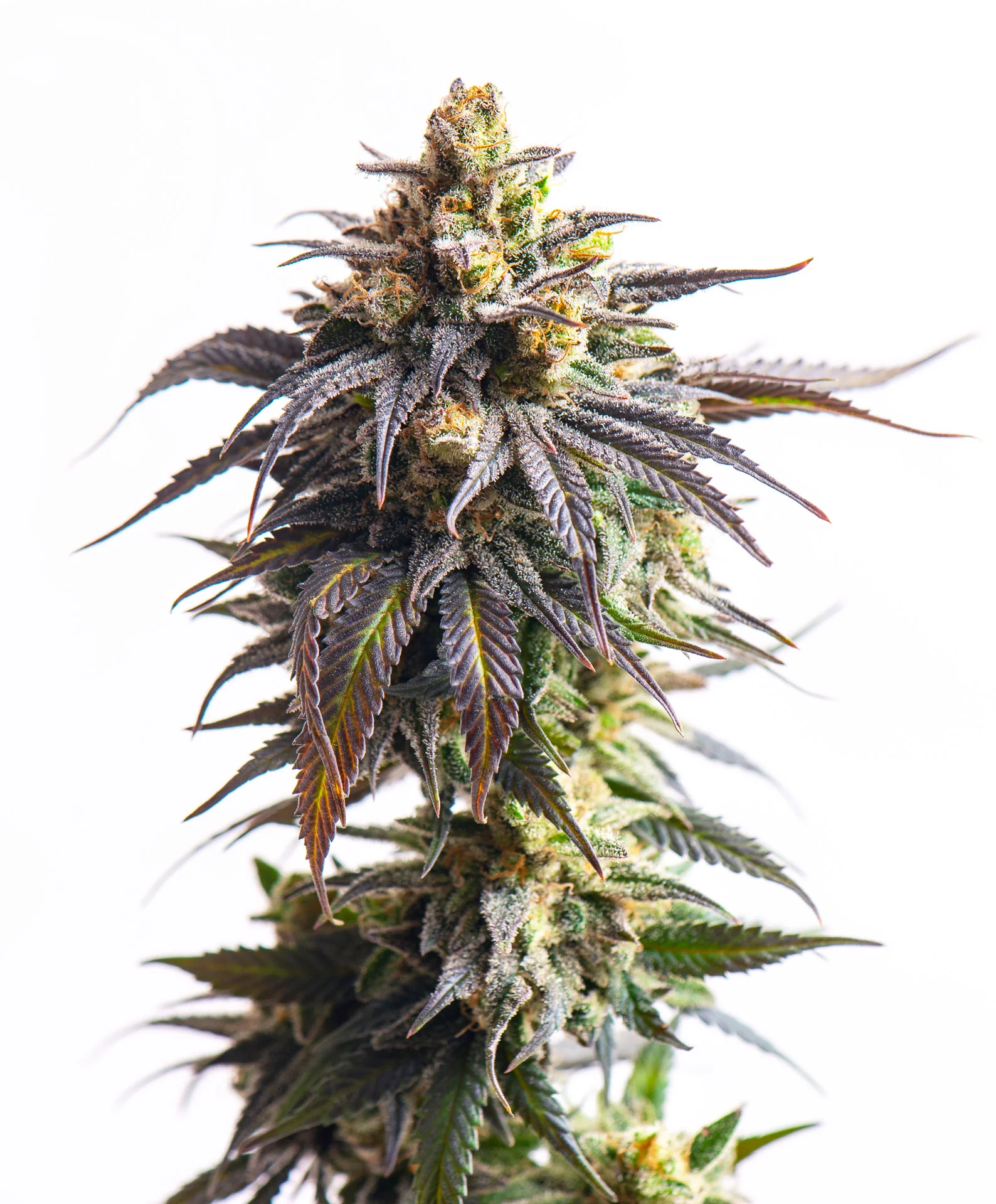Romulan Haze cannabis seeds