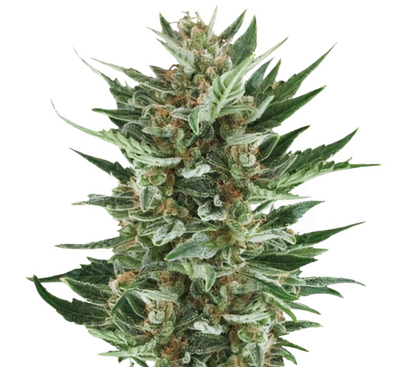 Royal Cheese cannabis seeds