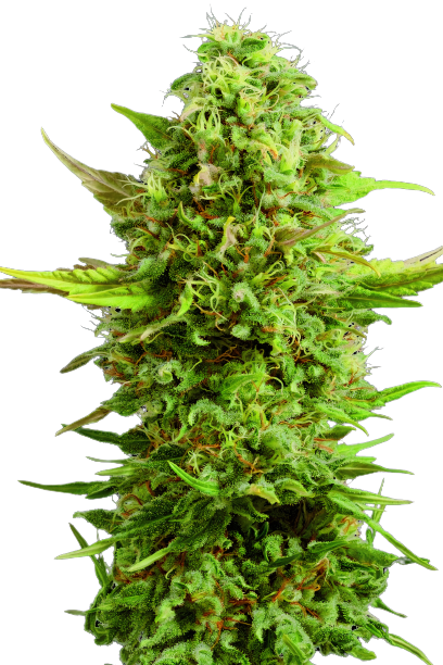 Royal Kush cannabis seeds