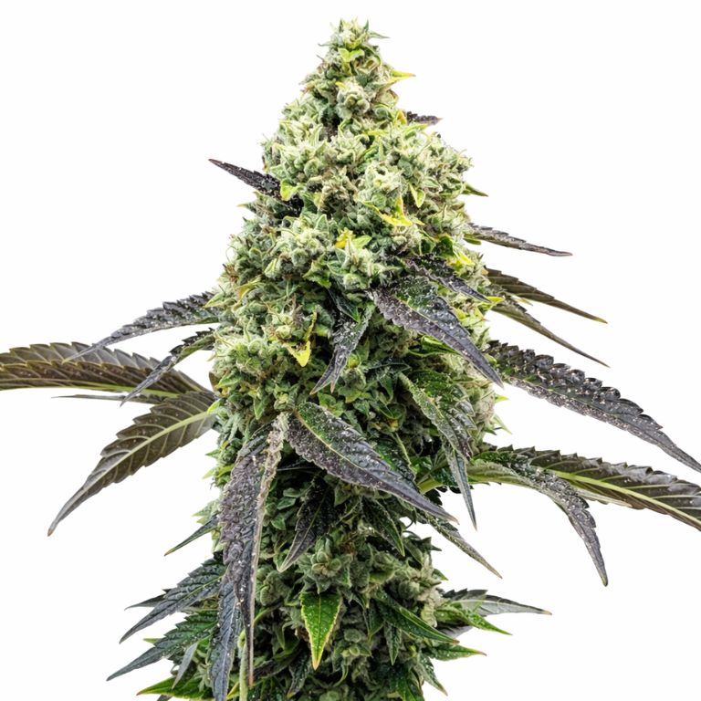 RS11 cannabis seeds