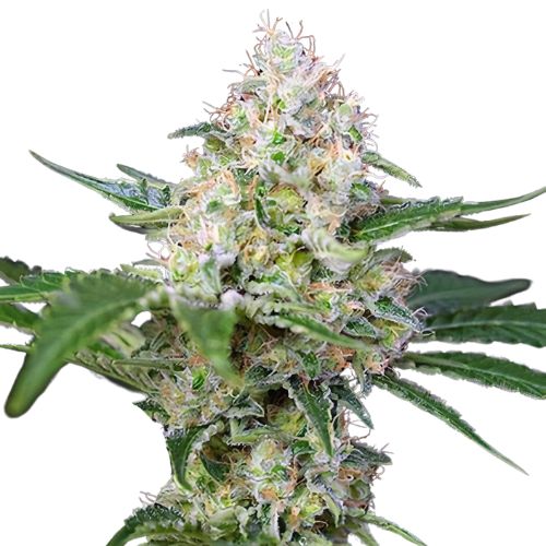 Runtz cannabis seeds