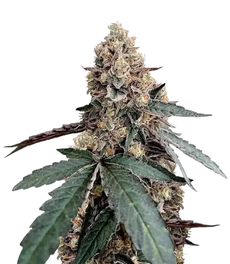 Runtz Muffin cannabis seeds