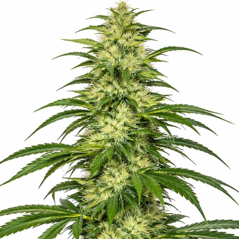 SAGE cannabis seeds