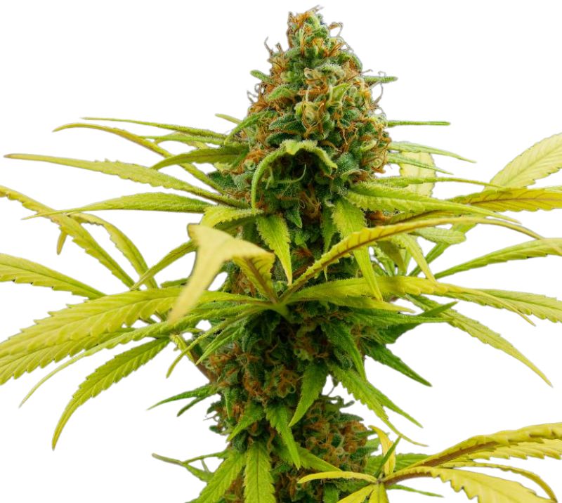 Sage N Sour cannabis seeds