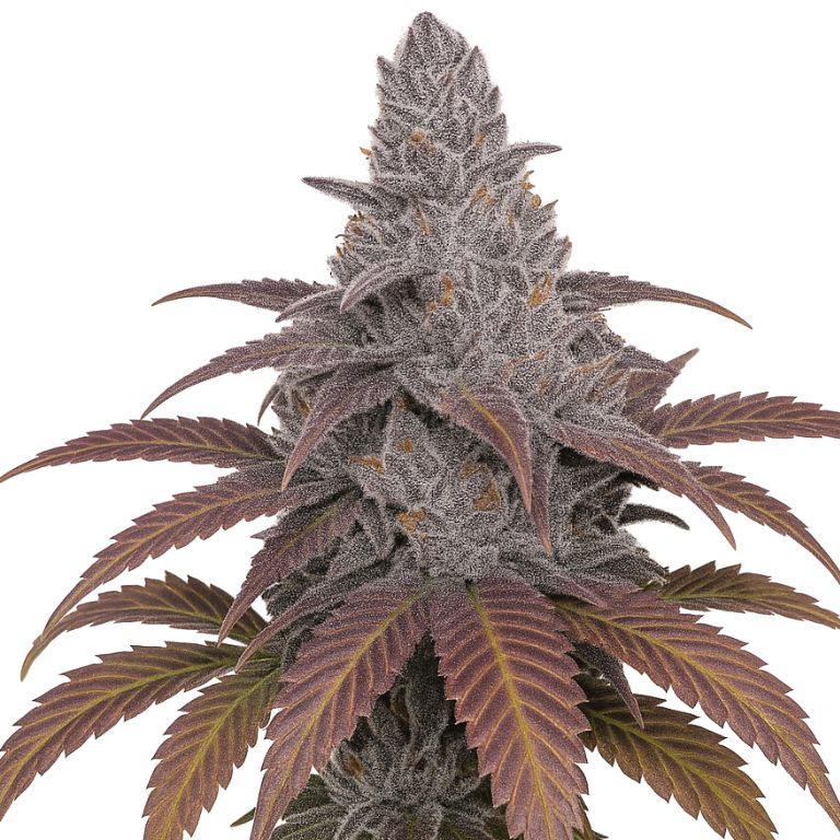 Sangria cannabis seeds