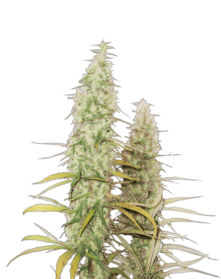 Santa Maria cannabis seeds packaging, Royal King Seeds USA
