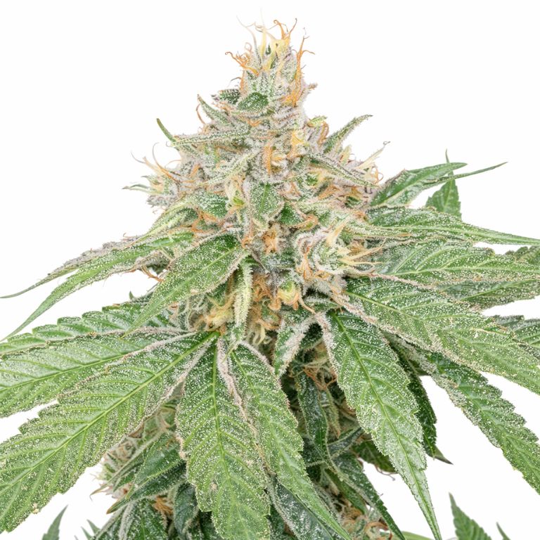 Schrom cannabis seeds