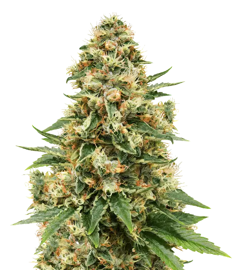 Sensi Skunk cannabis seeds