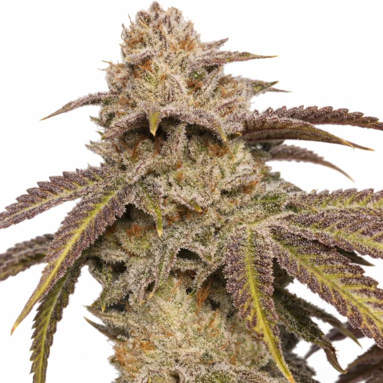 SFV OG Feminized