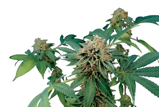Shark Bite Feminized