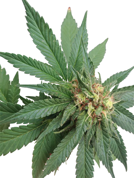 Shark Shock Feminized