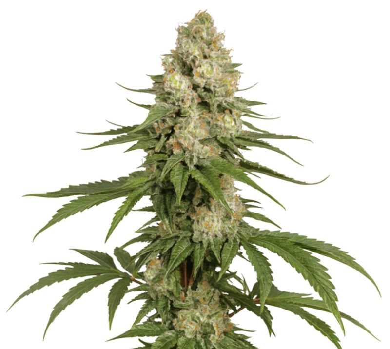 Sharksbreath Feminized