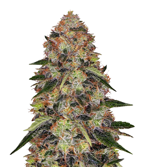 Shishkaberry cannabis seeds