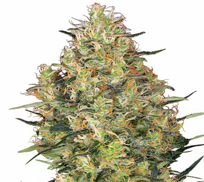 Shiva Skunk cannabis seeds