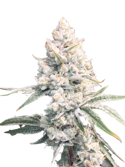 Silver Haze cannabis seeds