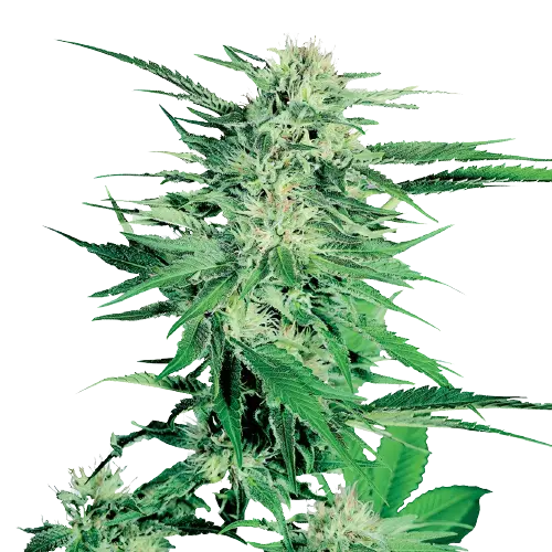 Silver Kush cannabis seeds